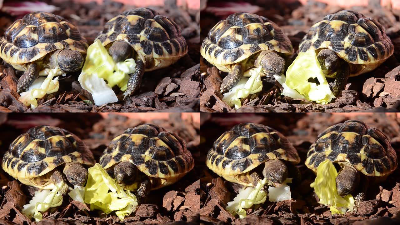 陆龟喂养生菜