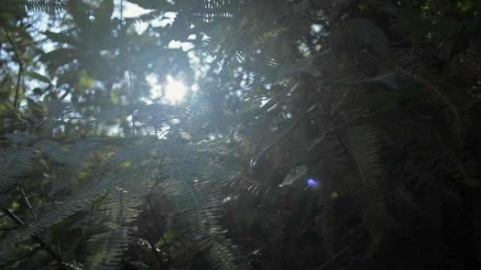 阳光照在夏日森林的树叶上。在阳光照射下关闭茂密的热带雨林植物。