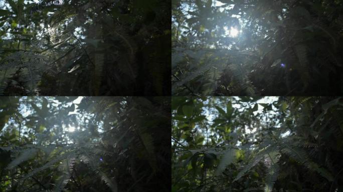 阳光照在夏日森林的树叶上。在阳光照射下关闭茂密的热带雨林植物。