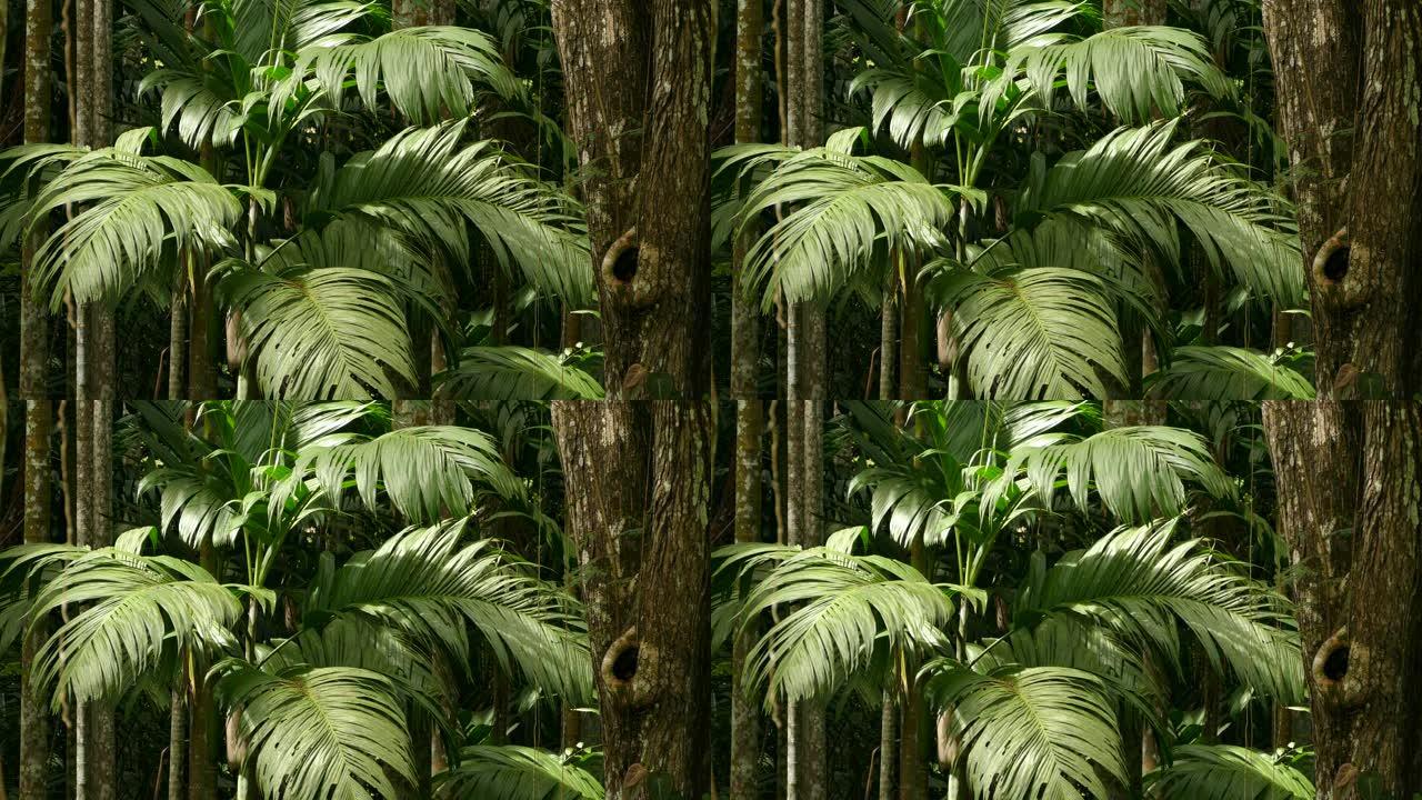 野生茂密的雨林，拥有坚固的棕榈树和缓慢移动的藤本植物