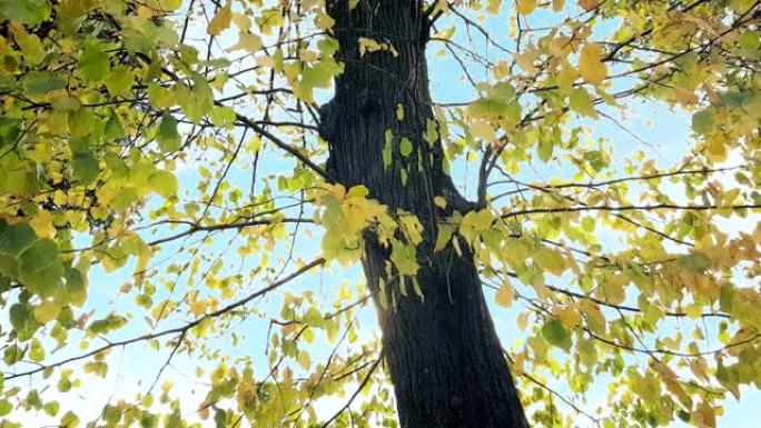 林木和五颜六色的黄绿秋叶落在风和自然背景下，自然环境的概念
