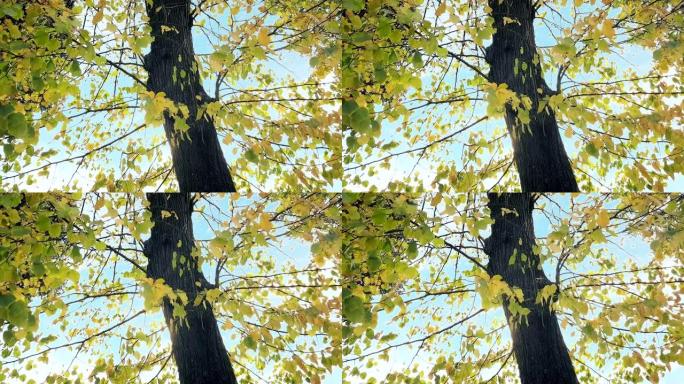 林木和五颜六色的黄绿秋叶落在风和自然背景下，自然环境的概念