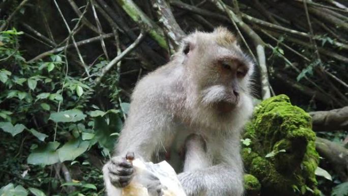 猴子在猴子森林，巴厘岛，印度尼西亚。野生猴子家族。