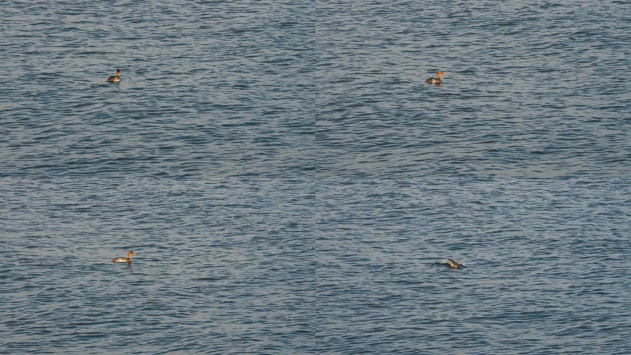 红胸秋沙鸭潜水鱼
