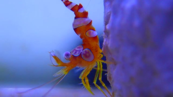 性感虾视频海洋生物