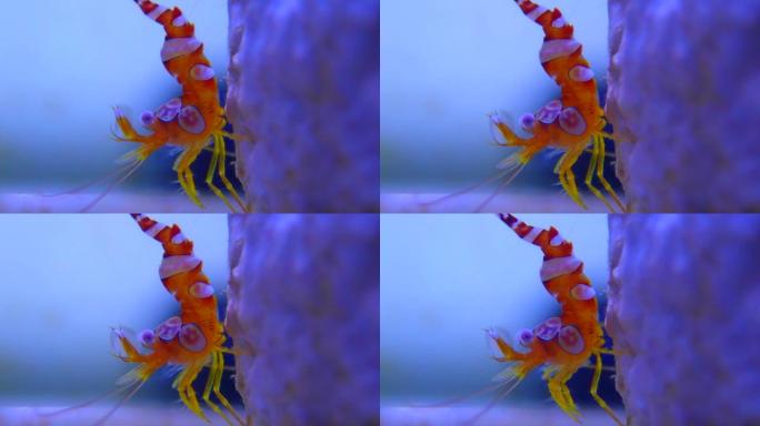 性感虾视频海洋生物