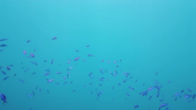 蓝色海洋中的热带鱼。菲律宾莱特