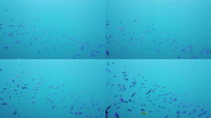 蓝色海洋中的热带鱼。菲律宾莱特