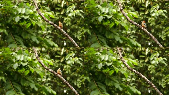 小型巴拿马啄木鸟在模糊的背景上跳跃