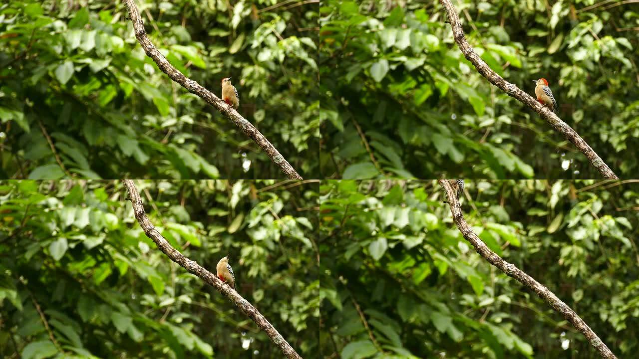 小型巴拿马啄木鸟在模糊的背景上跳跃