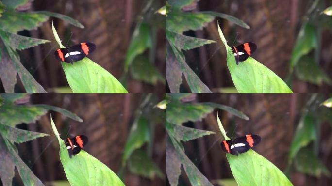 一只红色的小邮差蝴蝶的特写镜头，它的翅膀飘扬，来自美国哥斯达黎加的热带昆虫物种