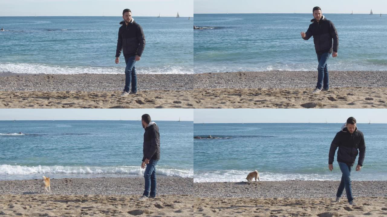 一个男孩在巴塞罗那的海滩上与他的Shiba Inu狗玩耍，扔了一根木棍