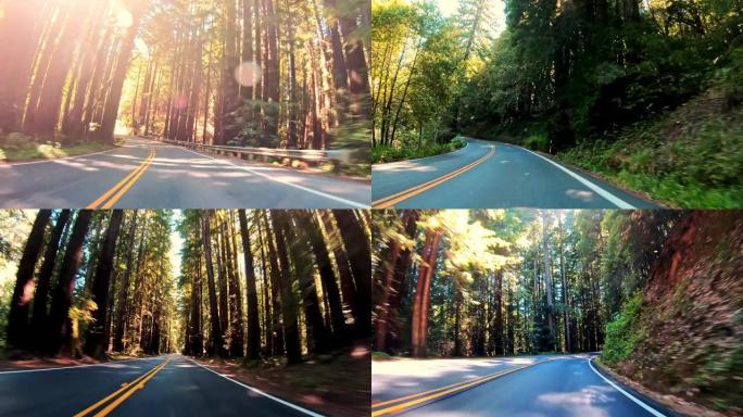 驾车穿越加州的红木森林