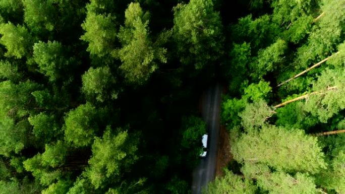 航空摄像机跟随在高大茂密的森林中沿着道路行驶的小型货车