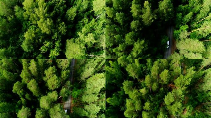 航空摄像机跟随在高大茂密的森林中沿着道路行驶的小型货车