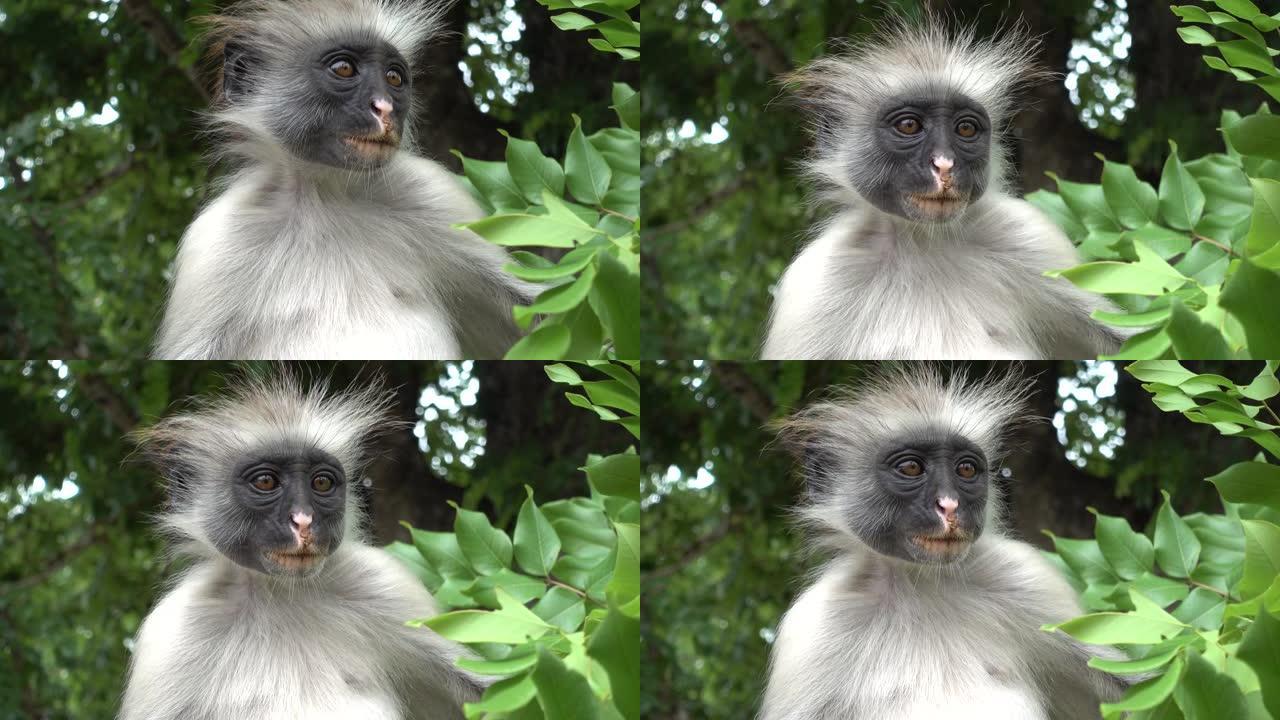 成年红色疣猴-肖像，在自然环境中近距离拍摄，桑给巴尔-4K