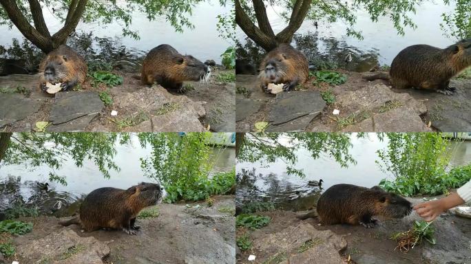 在野外喂食坚果。水獭动物