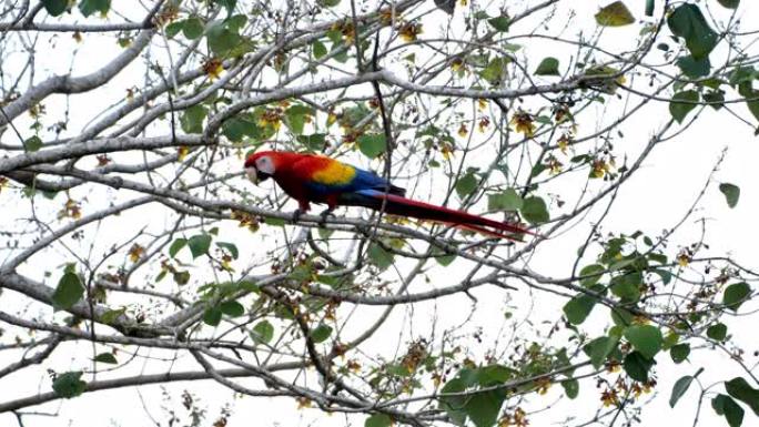哥斯达黎加野生猩红色金刚鹦鹉