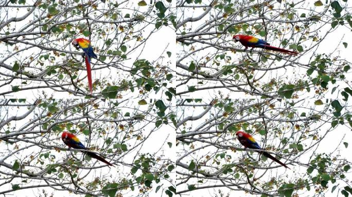哥斯达黎加野生猩红色金刚鹦鹉