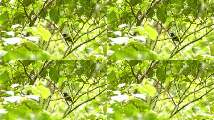 鸟栖息在低矮的树冠下，保护他免受强烈的阳光照射