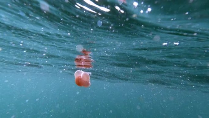 漂浮在海洋表面附近的粉红色斑点水母