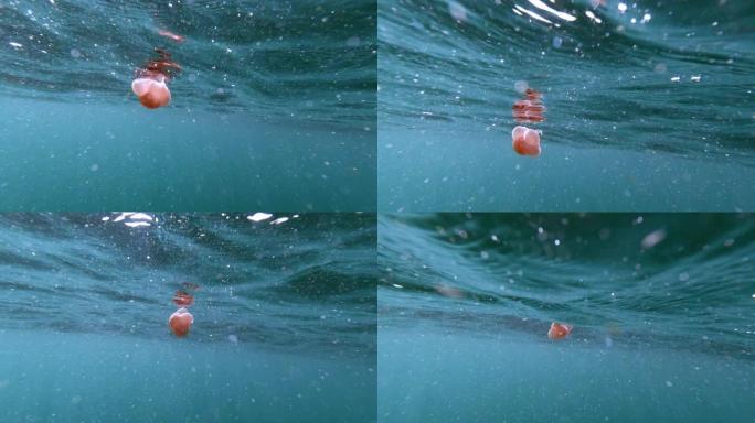 漂浮在海洋表面附近的粉红色斑点水母