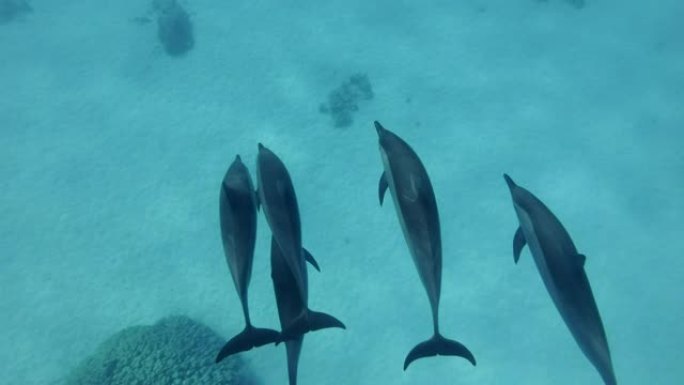 一组5只海豚在沙质海底游泳。旋转海豚 (Stenella longirostris)，水下射击，跟随