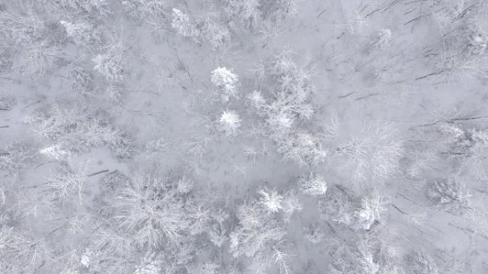 加拿大魁北克暴风雪后冬季北方自然森林的4k航拍视频