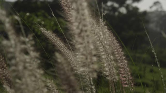 花狗尾巴草芦苇荡微风吹过