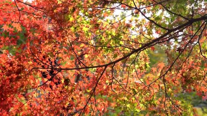 秋天的红枫叶秋天到了枫叶黄叶枯叶叶子黄落