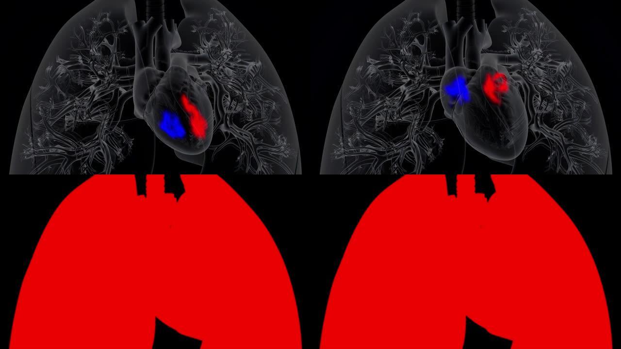 心脏将脱氧血液泵入肺并从中接受含氧血液
