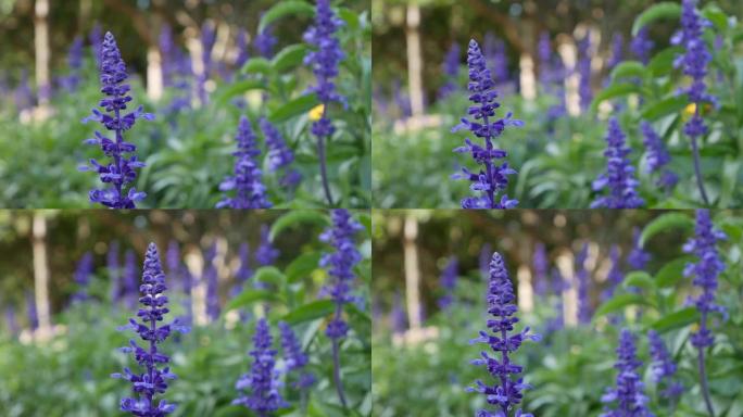 花坛紫蓝色丹参花。夏日，微风。特写镜头