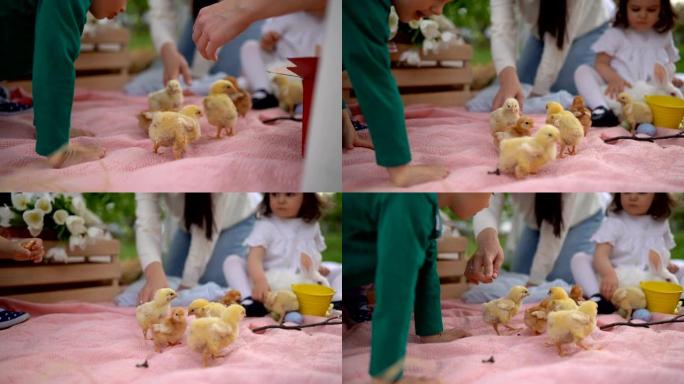 可爱的小女孩和小鸡一起寻找复活节彩蛋