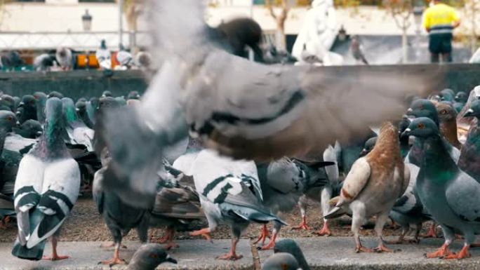 城市公园里巨大的鸽子群