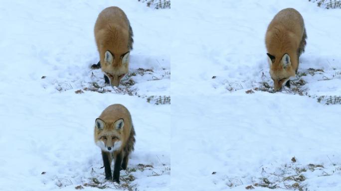 惊吓的狐狸看着相机，然后在冬天跳来跳去