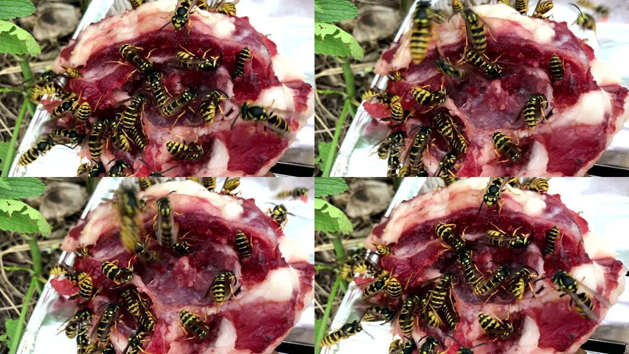 蜜蜂飞起来吃肉特写