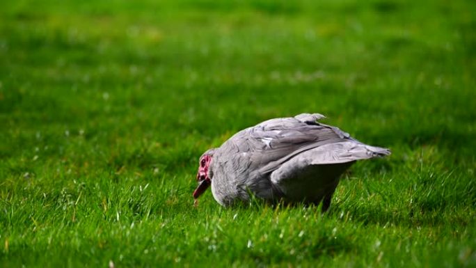 一只疣鸭在绿色的草地上寻找食物