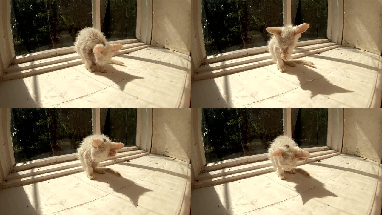 可爱的湿白色小猫在玻璃乡间别墅的窗户反射上小心翼翼地舔着阳光中的阴影