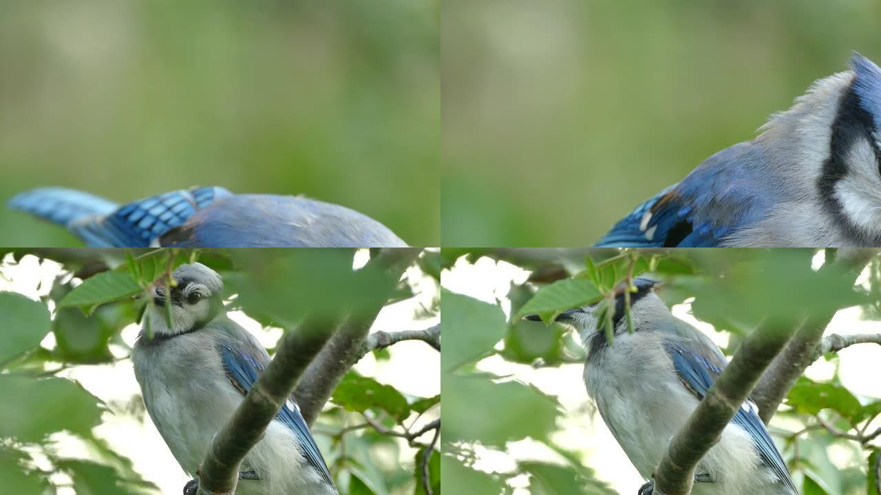 蓝鸟鸟的极端特写镜头，黑眼睛和明亮的蓝色羽毛
