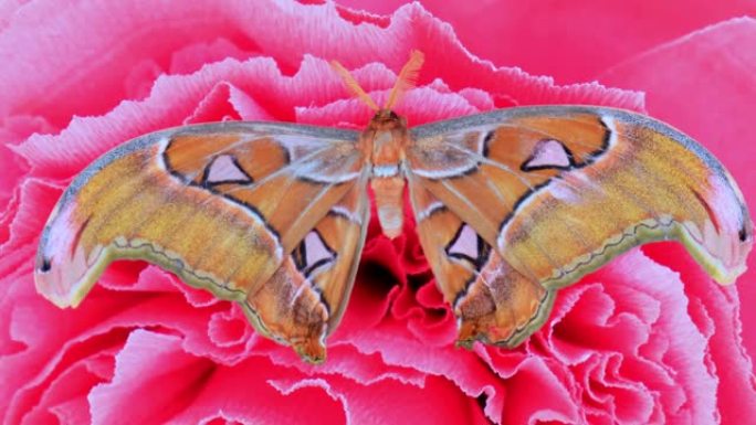 一只棕色的大蝴蝶坐在一个大的人造粉红色的花朵上，特写。复制空间