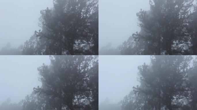 雾，细雨覆盖了丘陵景观，稳定的风轻轻地摇晃着树木。这是在yercaud拍摄的，yercaud是印度南
