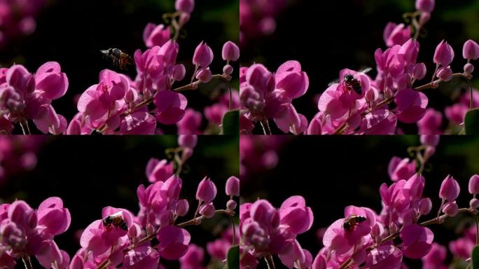 蜜蜂授粉奇妙的花朵