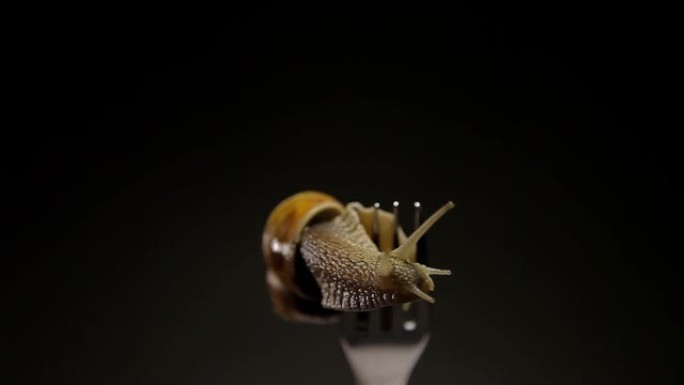 大多数活蜗牛在叉子上用餐。