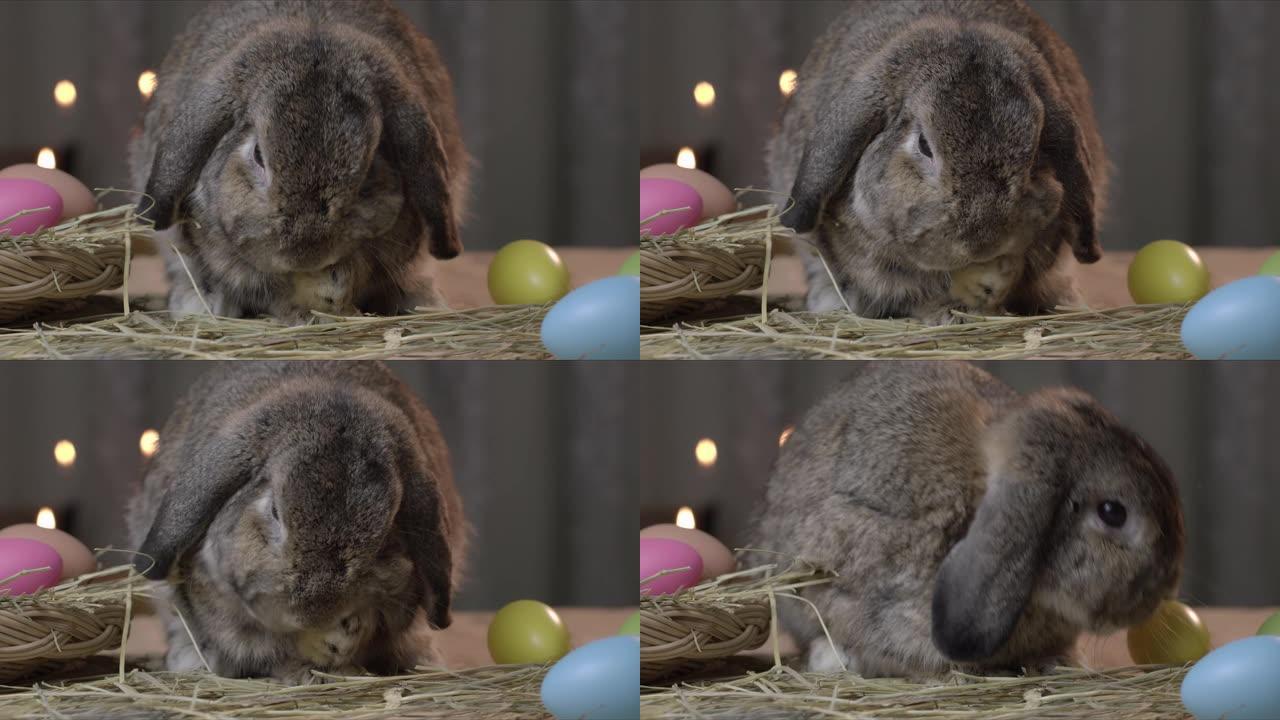 兔子自洁复活节节日桌子上的毛皮。