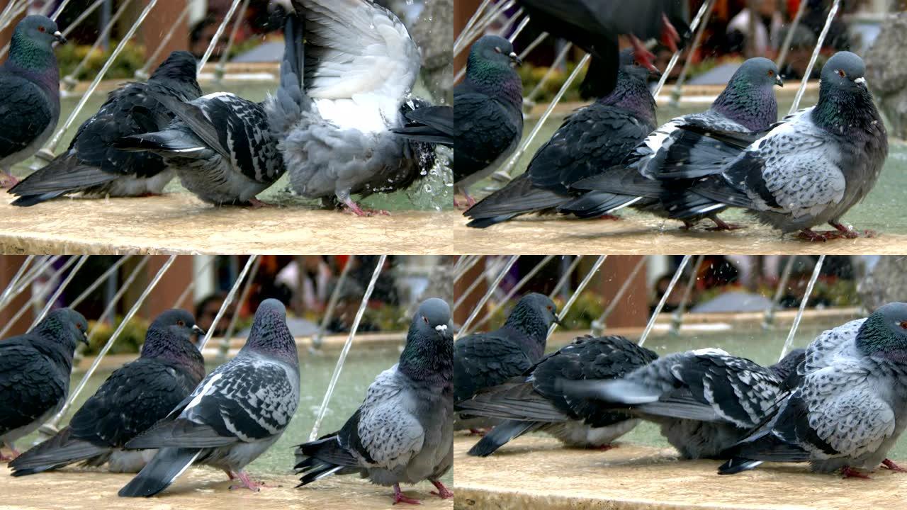 喷泉附近的动物鸟鸽