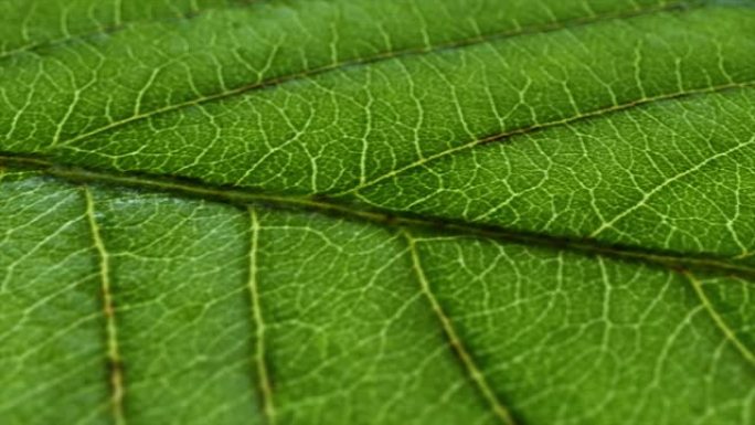 叶的微距镜头，纹理镜头。有机植物和叶脉有泛运动。