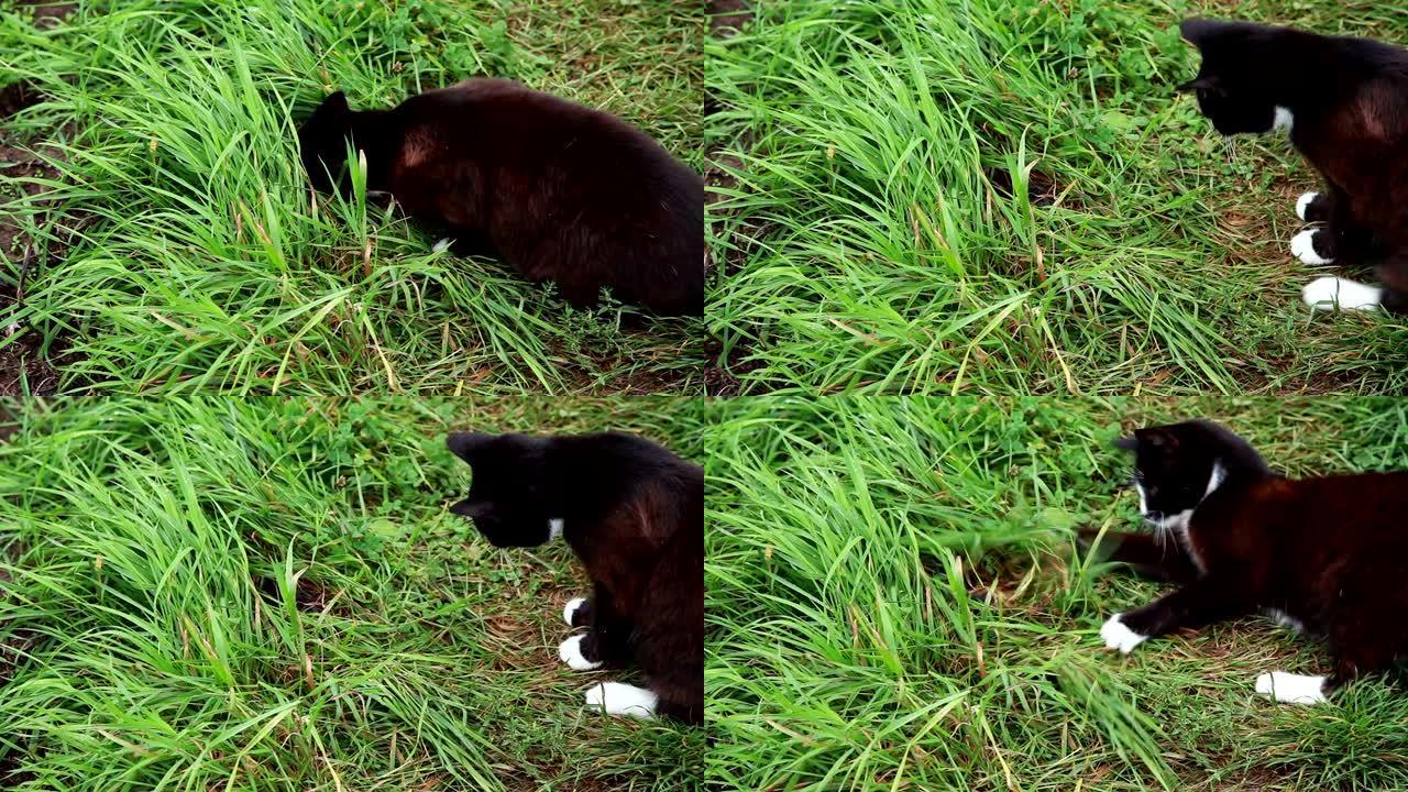 猫在草地上捉老鼠猫在草地上捉老鼠