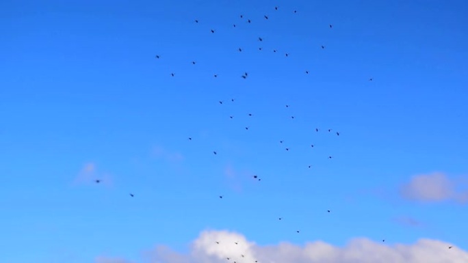许多蚊子在蓝天的背景上飞行。慢动作视频。