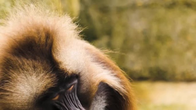 心脏出血猴的特写毛茸茸自然保护区猴子