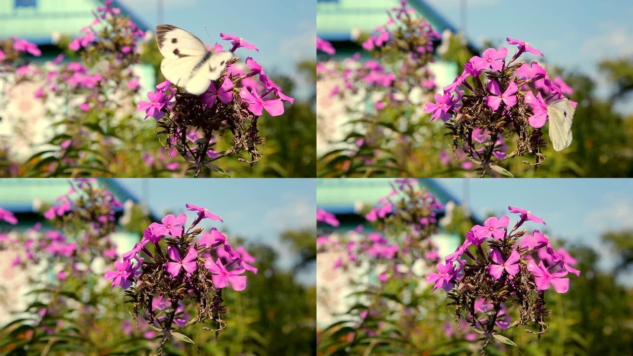 蝴蝶飞过粉红色的花园花朵